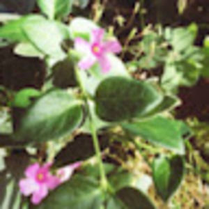 Meet your Posher, Zöe